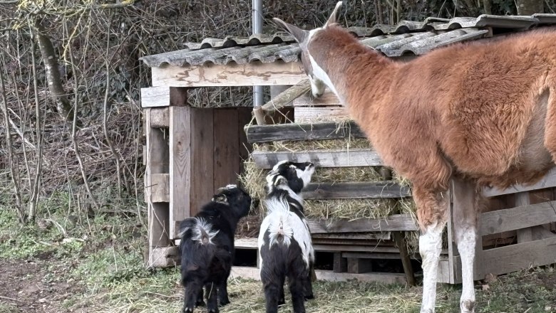 Animals on the farm, © Sabine Kerschbaumer A llama and two goats stand in front of a wooden shelter with hay.