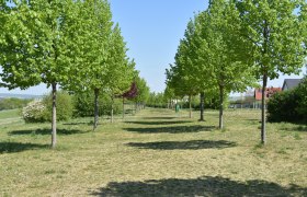 Avenue of Love, © StadtGemeinde Mistelbach / Mag. Mark Schönmann A tree-lined avenue with green grass and blue sky.