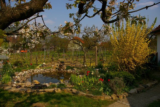 Pond in the garden of Haus Annemarie, © Familie Baumgartner Pond in the garden of Haus Annemarie, © Familie Baumgartner