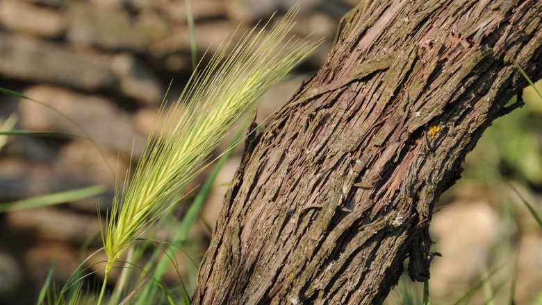 14-garden-vine, © Gabriele Prandstetter 14-garden-vine, © Gabriele Prandstetter