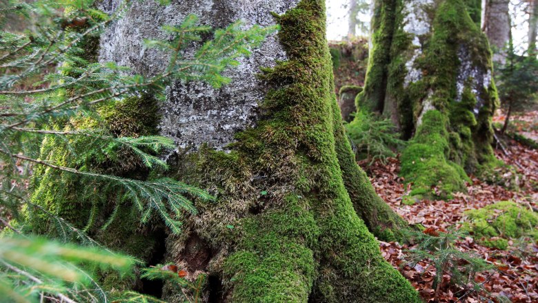 Dürrenstein Wilderness Area, © Mostviertel Tourismus/Weinfranz.at Moss-covered tree trunks in the forest of the Dürrenstein Wilderness Area.
