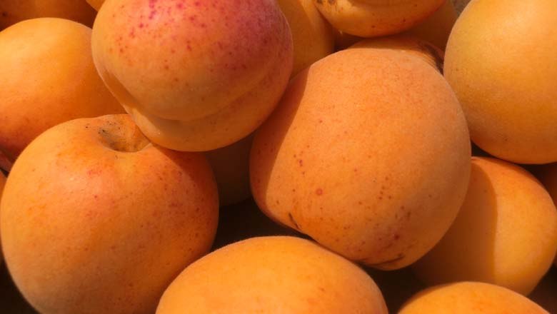Apricots, © Weinviertel Tourismus Apricots, © Weinviertel Tourismus