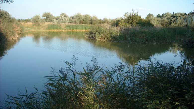 Pond, © Adolf Haider A calm pond with reeds and trees in the background under a clear blue sky.