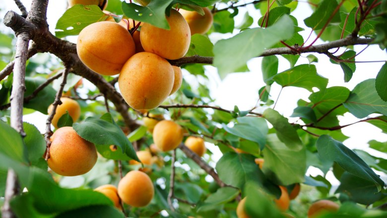 Ripe apricots on the tree, © Steve Haider Ripe apricots on the tree, © Steve Haider