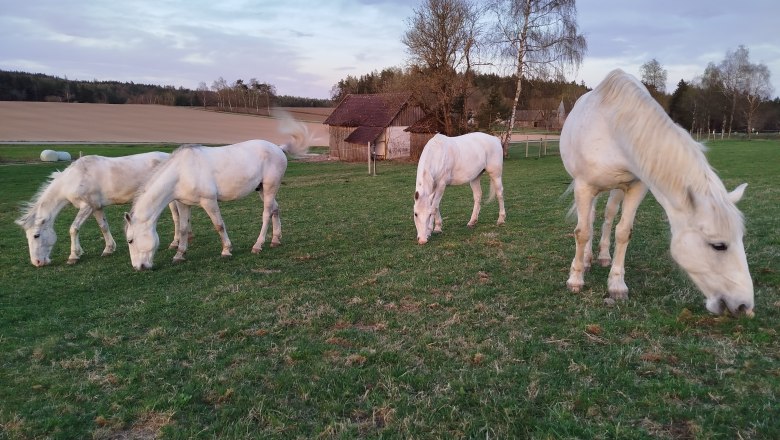 Carriage by the lime trees, © Sonja Högler Carriage by the lime trees, © Sonja Högler
