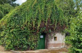 Wine cellar lane Niederleis, © Weinviertel Tourismus A small house completely overgrown with ivy, with a green door and a small window.