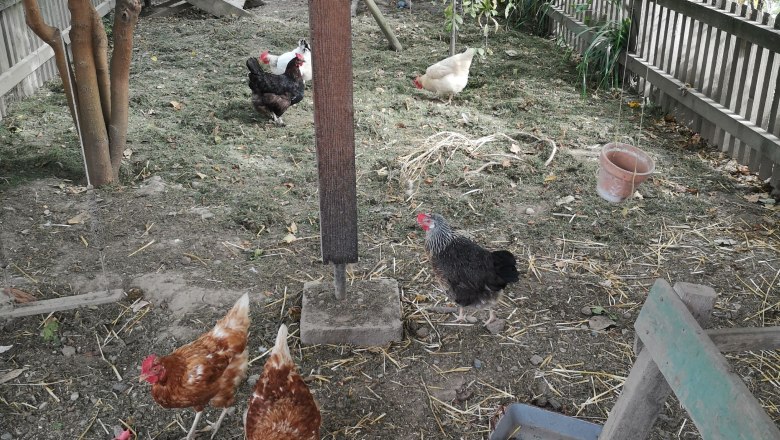 Chicken coop, © "Natur im Garten" Chickens in a fenced enclosure with trees and feeding stations.