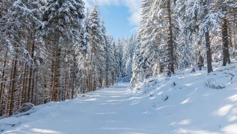 Alternating panoramic trail, © Familie Morgenbesser Snow-covered forest landscape with a cross-country ski trail in the middle.