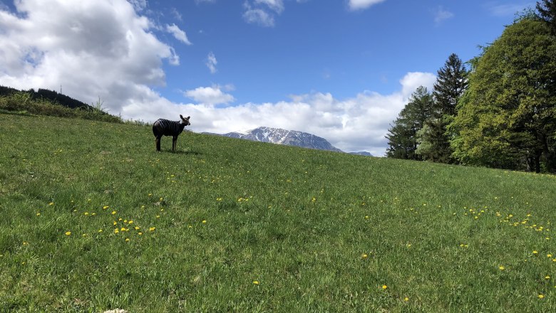 3D archery course, © Herwig Kerbl Green meadow with 3D target in the shape of an animal, surrounded by trees and mountains in the background.