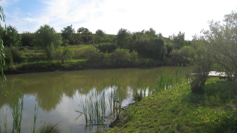 Wetland biotope in Nappersdorf, © Marktgemeinde Nappersdorf-Kammersdorf A small pond with reeds and trees in the background under a blue sky.
