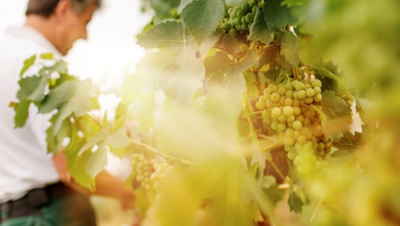 Herzinger Winery, © schwarz-koenig.at Herzinger Winery, © schwarz-koenig.at