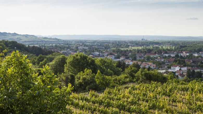 View of the vineyards in Traismauer, © Stadtgemeinde Traismauer, David Schreiber View of vineyards and the town of Traismauer in the distance.