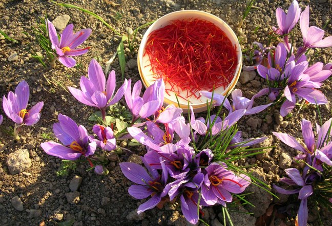Saffron harvest, © Bernhard Kaar Saffron flowers and collected saffron threads in a bowl on the floor.