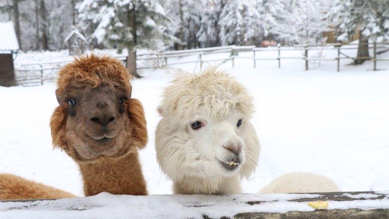 Hohe Wand Nature Park, © Naturpark Hohe Wand/Fraller Two alpacas look over a snow-covered fence in a wintry landscape.
