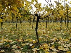 Vineyards, © Josef Koch Vines with yellow leaves in a vineyard in the fall.