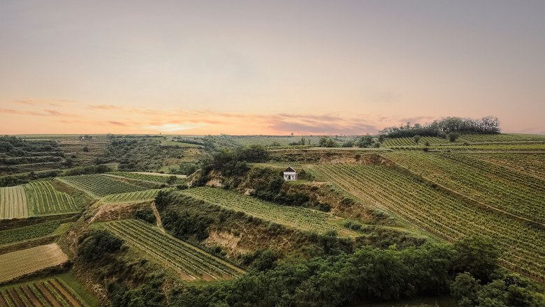 Red wine kettle Gerichtsberg Schatzberg, © Martin Sommer Vineyards at sunset with a small building in the middle.