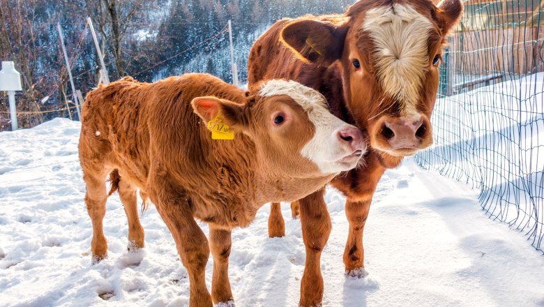 Our animals in winter, © Familie Morgenbesser Two cows are standing in the snow next to a fence.