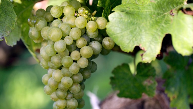 Vine with grape, © Weinviertel Tourismus / Christine Wurnig Close-up of a green bunch of grapes on a vine with green leaves.