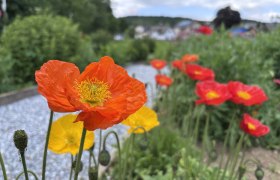 Poppy garden, ornamental poppy, © "Natur im Garten" Close-up of red and yellow ornamental poppies in a garden.