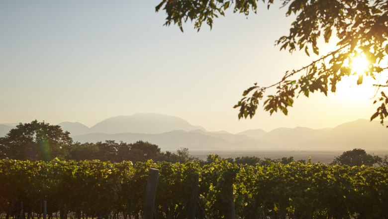 Alpine view Eichbüchl, © Wiener Alpen, Lierzer Vineyards in soft light at sunset with a view of the Alps.