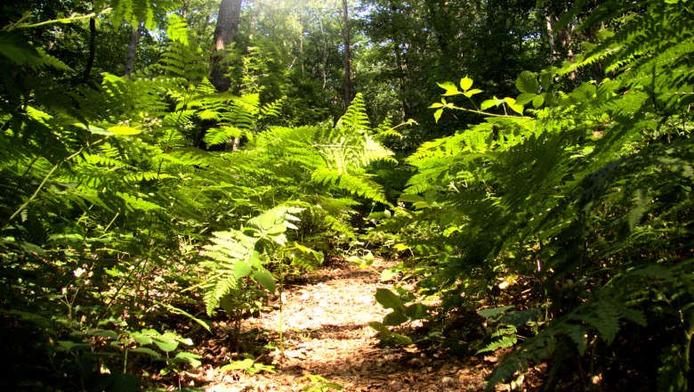 Forest, © Uwe Wagschal_pixelio.de A sunny forest path surrounded by green ferns and trees.