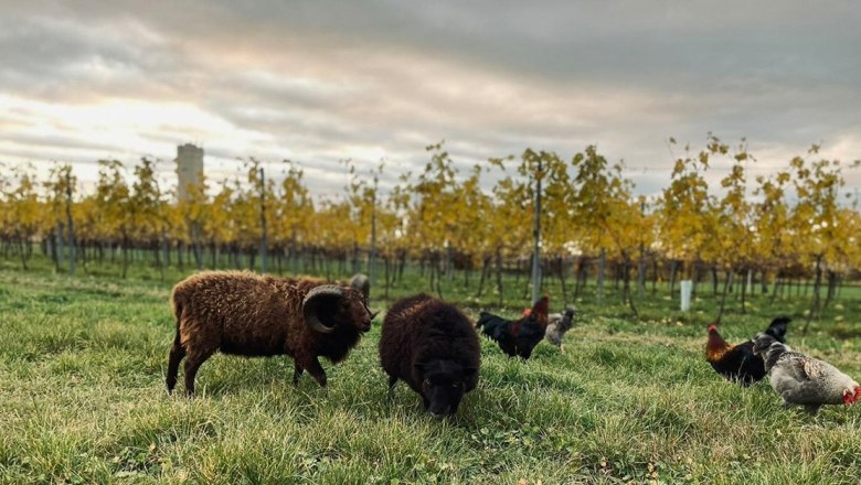 Vineyard Winery Claus Dietrich, © Weingut Claus Dietrich Sheep and chickens in the vineyard