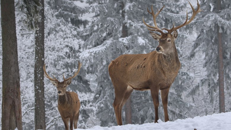 Hohe Wand Nature Park, © Naturpark Hohe Wand/Fraller Two deer in the snowy forest.