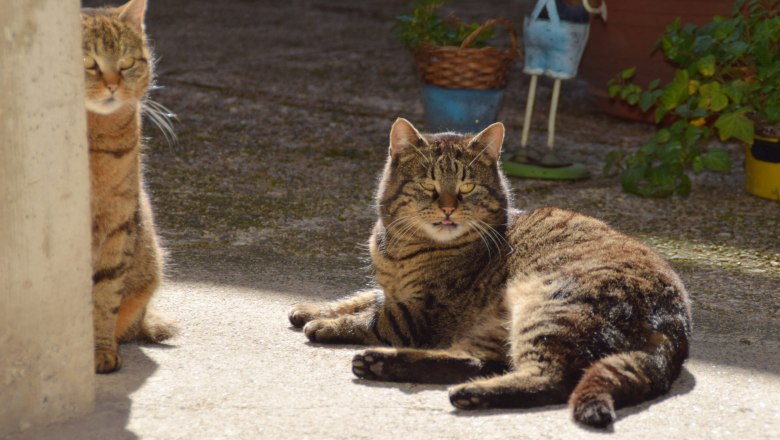 Bodensdorfhof, © Bodensdorfhof Bodensdorfhof, © Bodensdorfhof