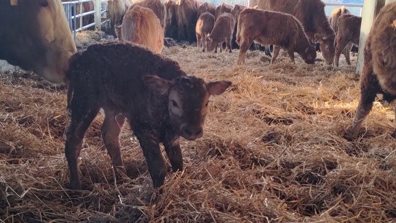 Wieshaider Farm, © Franz Wieshaider A newborn calf stands in the straw of an open barn, surrounded by other cows and calves, with a picturesque landscape in the background.