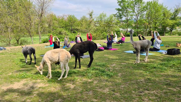 Alpaca meets yoga, © Nicole Wittmann Alpacas graze next to people practicing yoga outdoors.