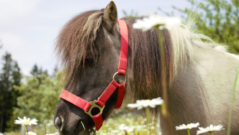 vacation-at-almbauer-4, © Almbauer-Familie Wagner vacation-at-almbauer-4, © Almbauer-Familie Wagner