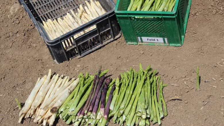 Asparagus harvest, © Fam. Kleedorfer Asparagus harvest, © Fam. Kleedorfer
