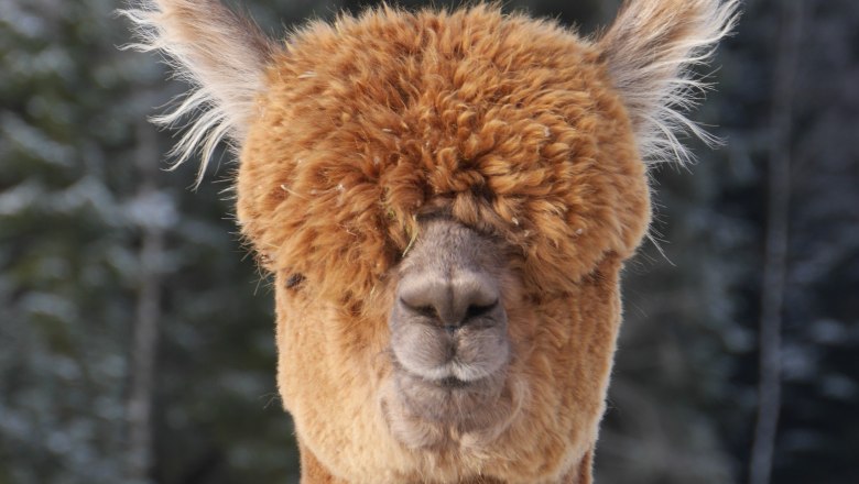 Alpaca, © Manada de Sana Alpaca, © Manada de Sana