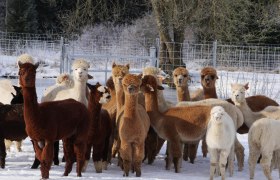 Alpacas, © Manada de Sana Alpacas, © Manada de Sana