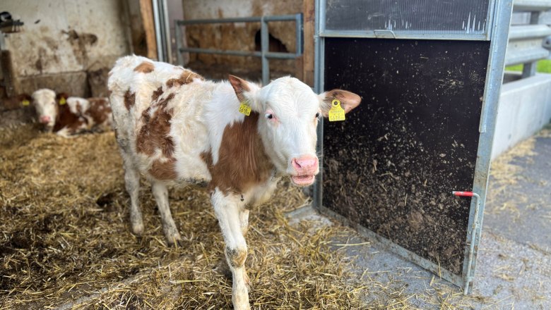 Calves in the barn, © Familie Grasberger Calves in the barn, © Familie Grasberger