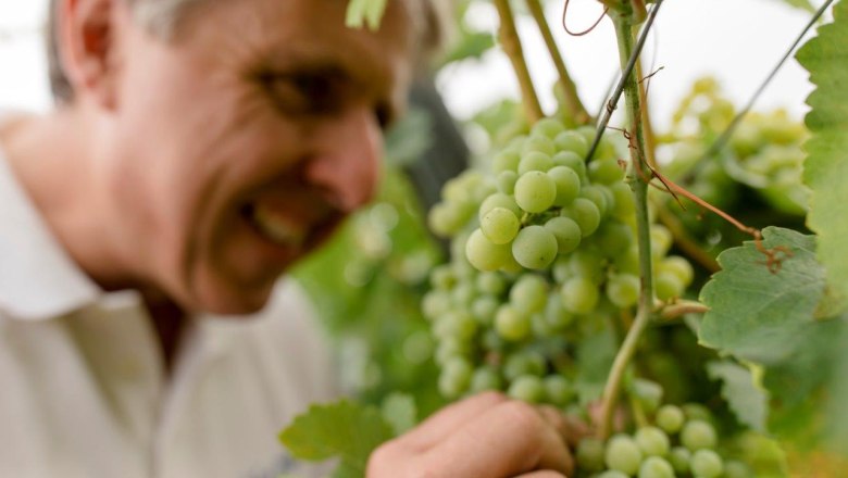 Herzinger Winery, © schwarz-koenig.at Herzinger Winery, © schwarz-koenig.at