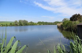 Pond landscape, © Urani A calm lake with reeds in the foreground and trees in the background under a blue sky.