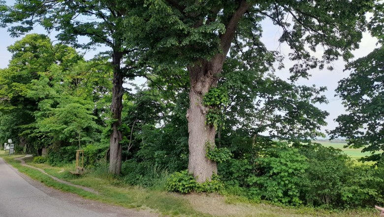 katzelsdorf-tree, © Thermengemeinden A large tree stands at the side of the road next to a country road.