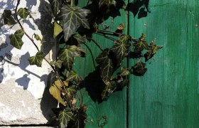 Cellar door, © Weinviertel Tourismus / Mandl Green wooden door overgrown with ivy.