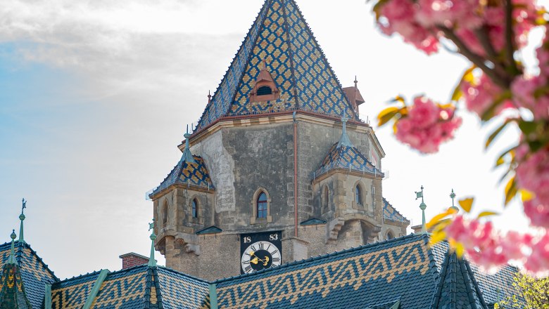 Korneuburg Town Hall, © Daniel Schenter, Stadtgemeinde Korneuburg Korneuburg town hall tower with blooming cherry blossoms in the foreground.