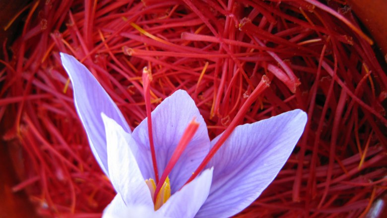 Saffron blossom, © Wachauer Safran/Bernhard Kaar Saffron blossom, © Wachauer Safran/Bernhard Kaar