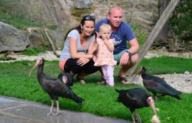 Northern Bald Ibis aviary, © Waldrapp Voliere Northern Bald Ibis aviary, © Waldrapp Voliere