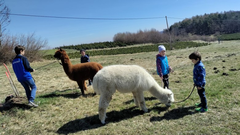 Alpaca hike with children, © Naturpark Jauerling Wachau Children take alpacas for a walk in a meadow.
