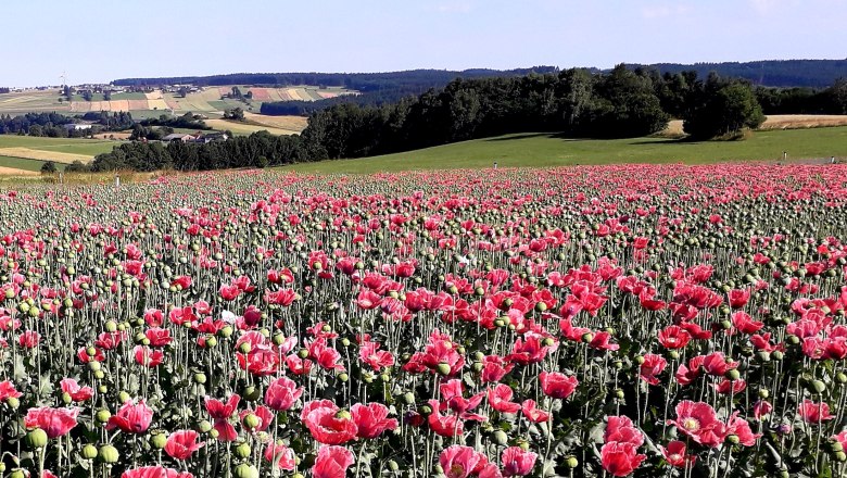 View of the vacation home in the background, © U.E. View of the vacation home in the background, © U.E.