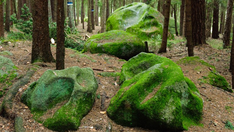 Place of the scorpion, © Gerhard Wanko Moss-covered rocks in the forest.