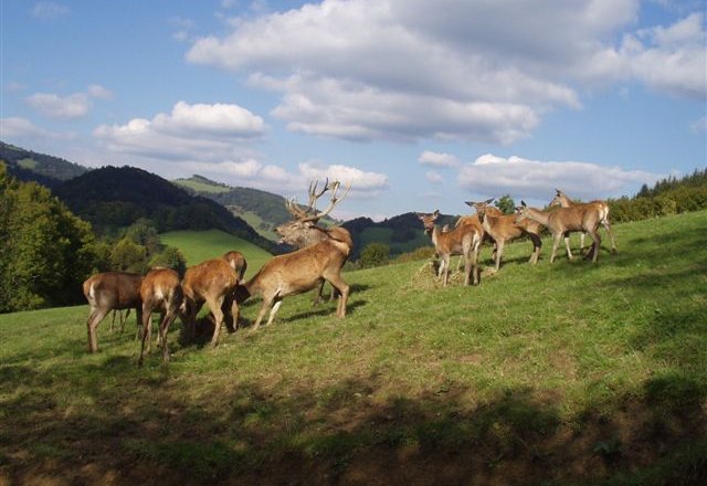 Red deer enclosure, © zVg A group of deer in a green meadow with hills in the background.