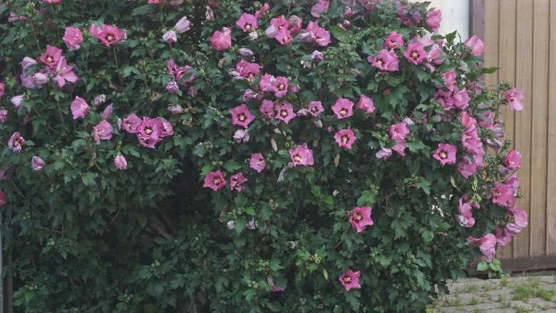 flowers, © Büchinger flowers, © Büchinger