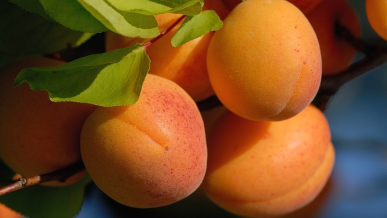 Wachau apricot, © Gregor Semrad Close-up of ripe, orange apricots on a tree with green leaves.
