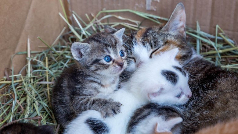 Kittens also live at the Wachahof, © Wachahof Kitten in a box with hay.