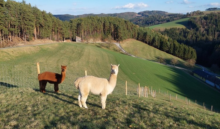Bob, Dave & Zeus at the Leitenviertler Alpakahof, © Tanja Piribauer, Leitenviertler Alpakahof Two alpacas on a green meadow with hills and forest in the background.